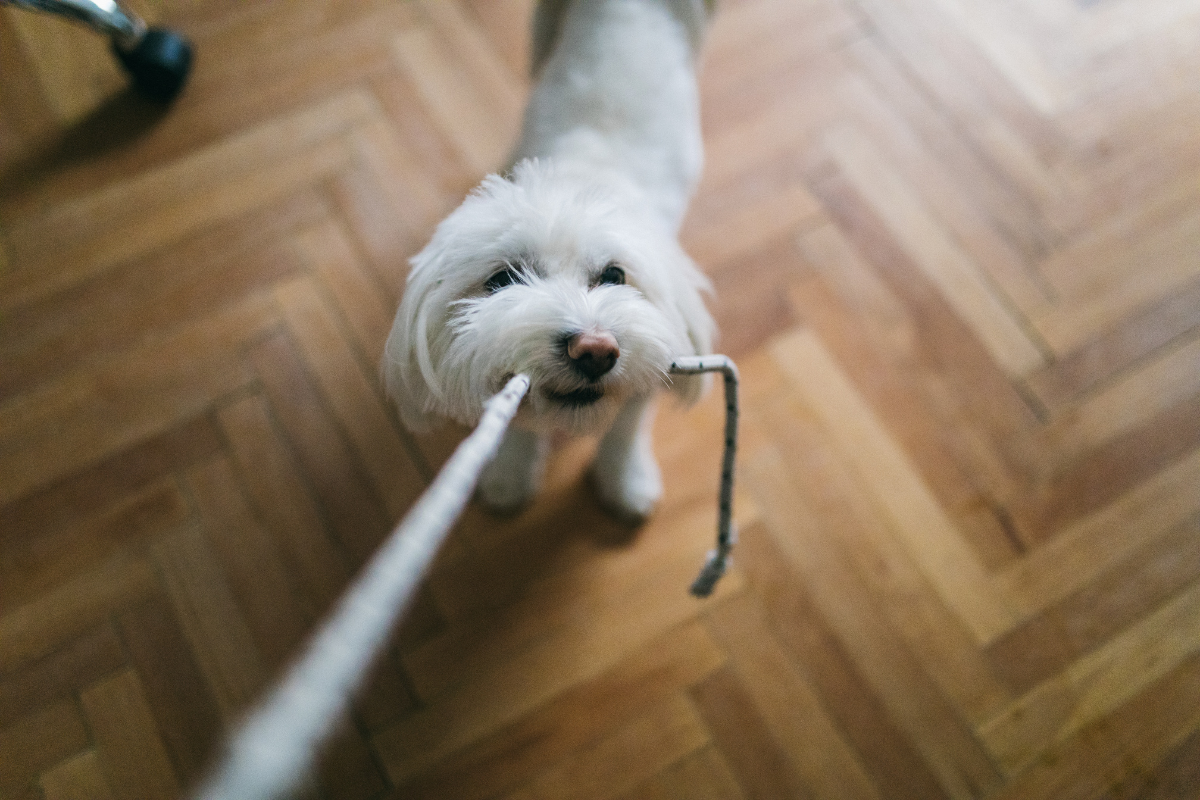 3 LifeChanging Hacks for Putting on a Dog Harness Joyride Harness