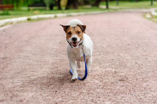 How to Train Your Dog with a Harness: A Step-by-Step Guide from Experts!