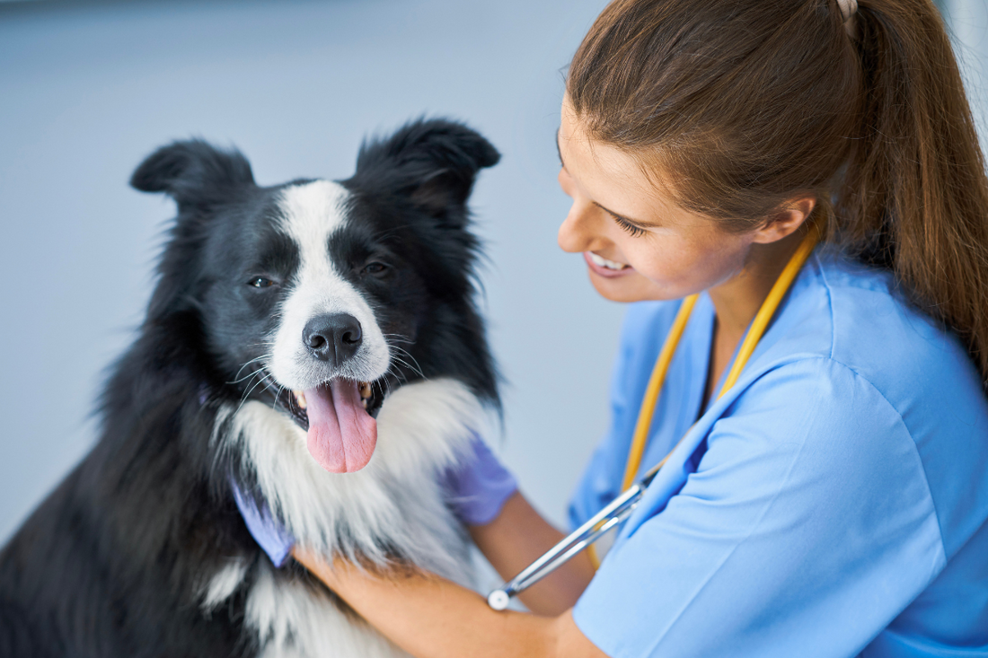 How Dog Trick Training Can Improve Vet Visits