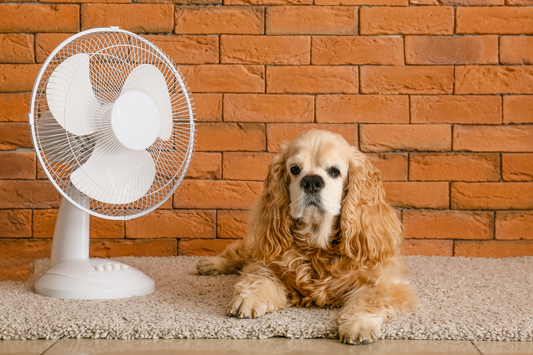 Keep Your Dog Cool and Safe in Extreme Heat Without Using AC