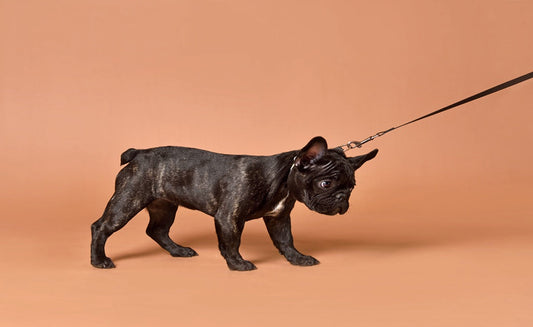 Leash Train a Puppy