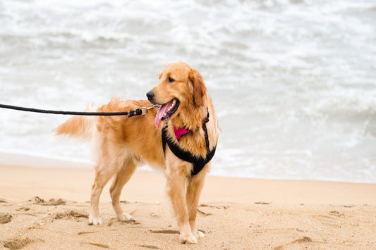 Measure a Dog for a Harness