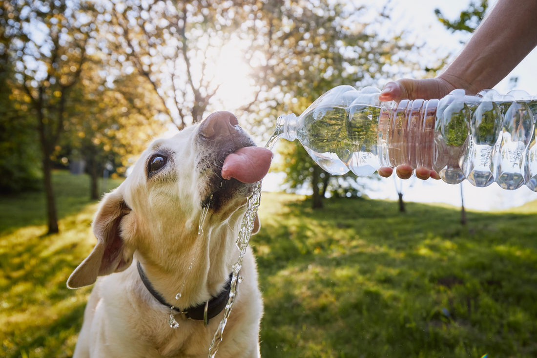 Why Is My Dog Not Drinking Water?