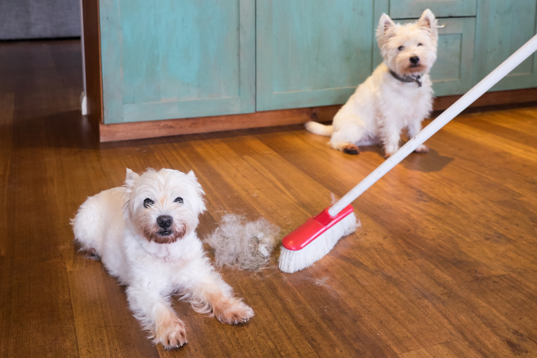 Why Is My Dog Shedding So Much? Here’s What You Need to Know