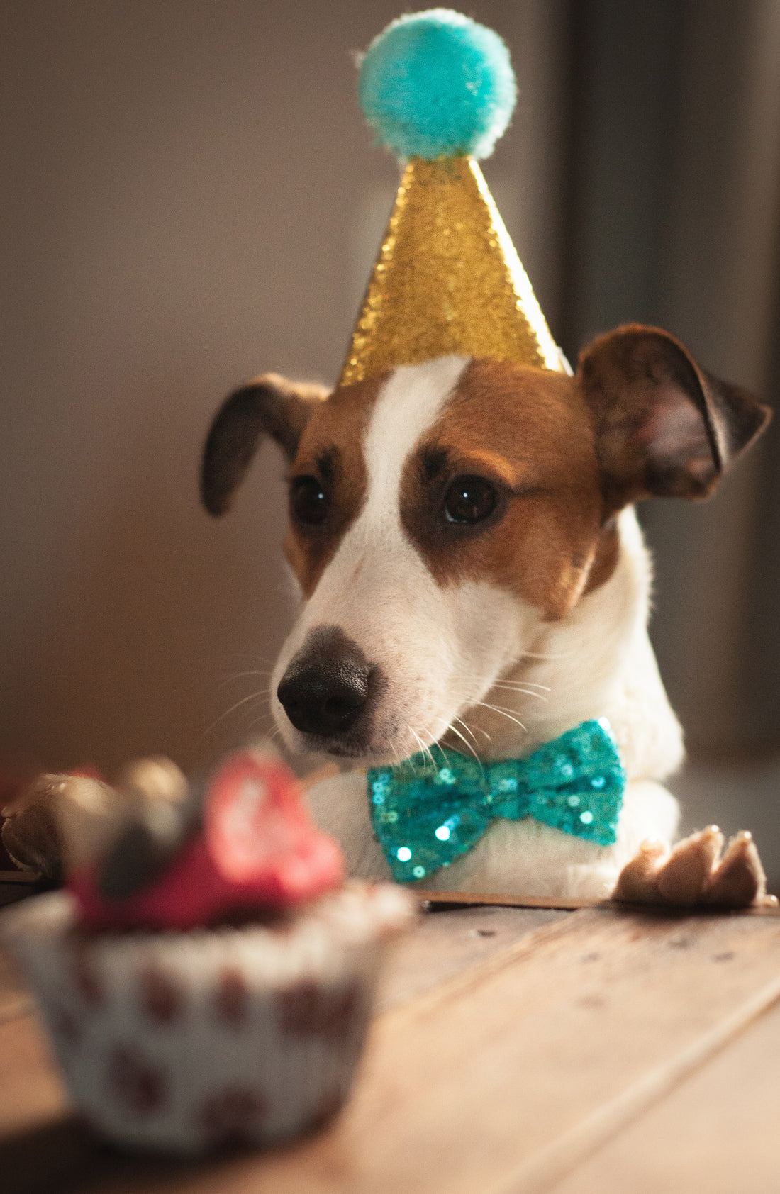 New Year Resolutions for You & Your Dog