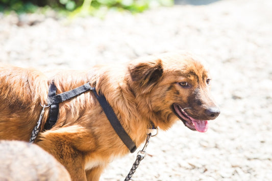 What is a No-Pull Harness for Dogs? How Does It Work?