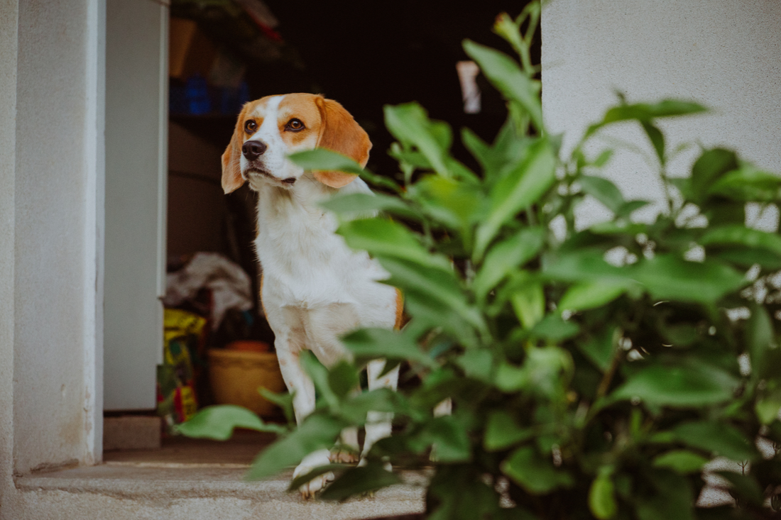 Non-Toxic Plants Dog Parents Can Own