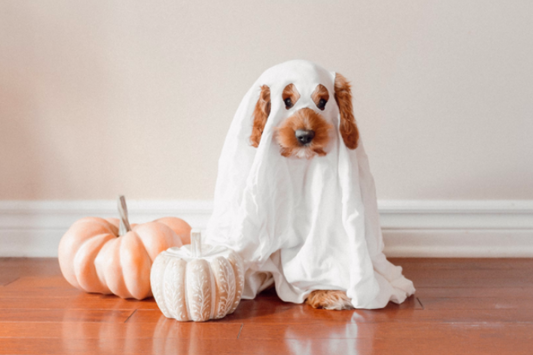 Pet Safety Awareness Month: Keeping Your Dog Safe in October