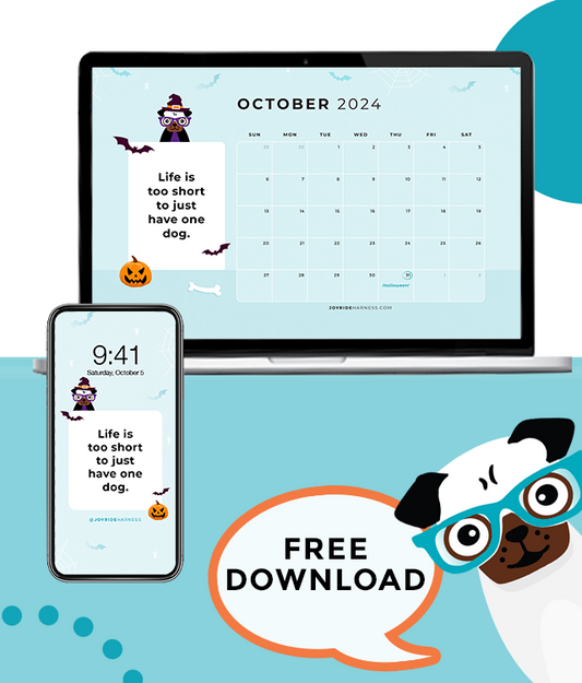 5 Fall Activities To Do With Your Dog (October 2024 FREE DESKTOP & MOBILE WALLPAPER)