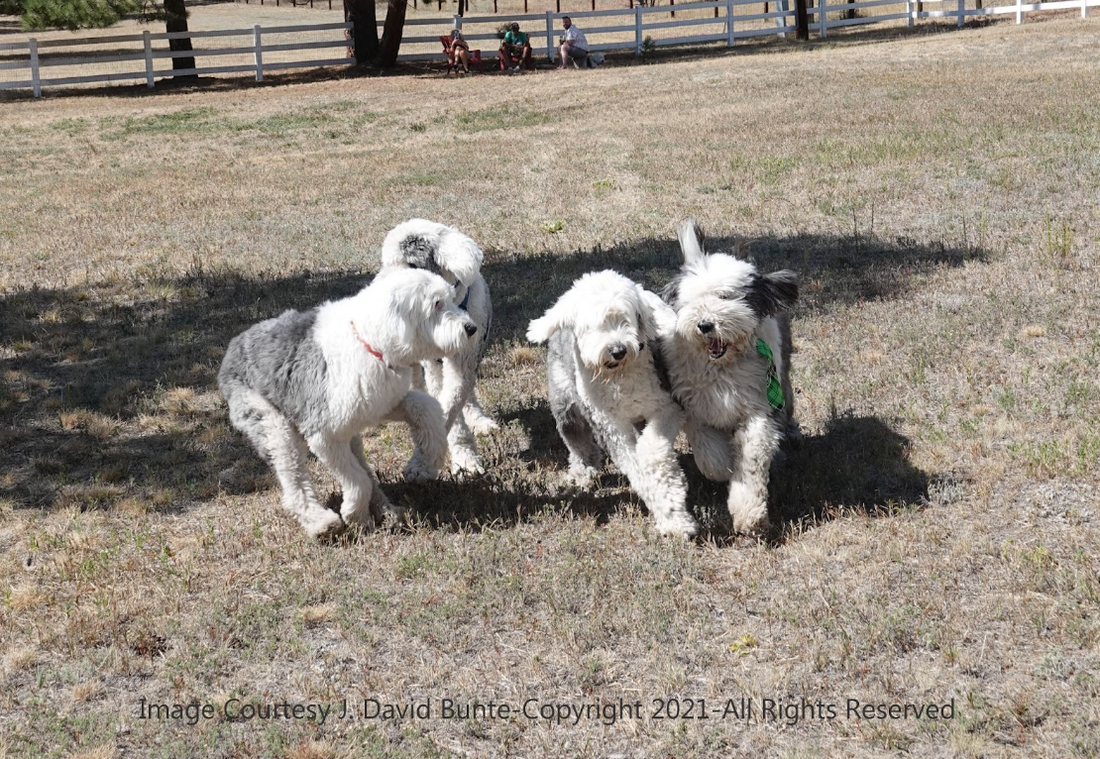 Paw It Forward Spotlight: Old English Sheepdog Rescue of Colorado