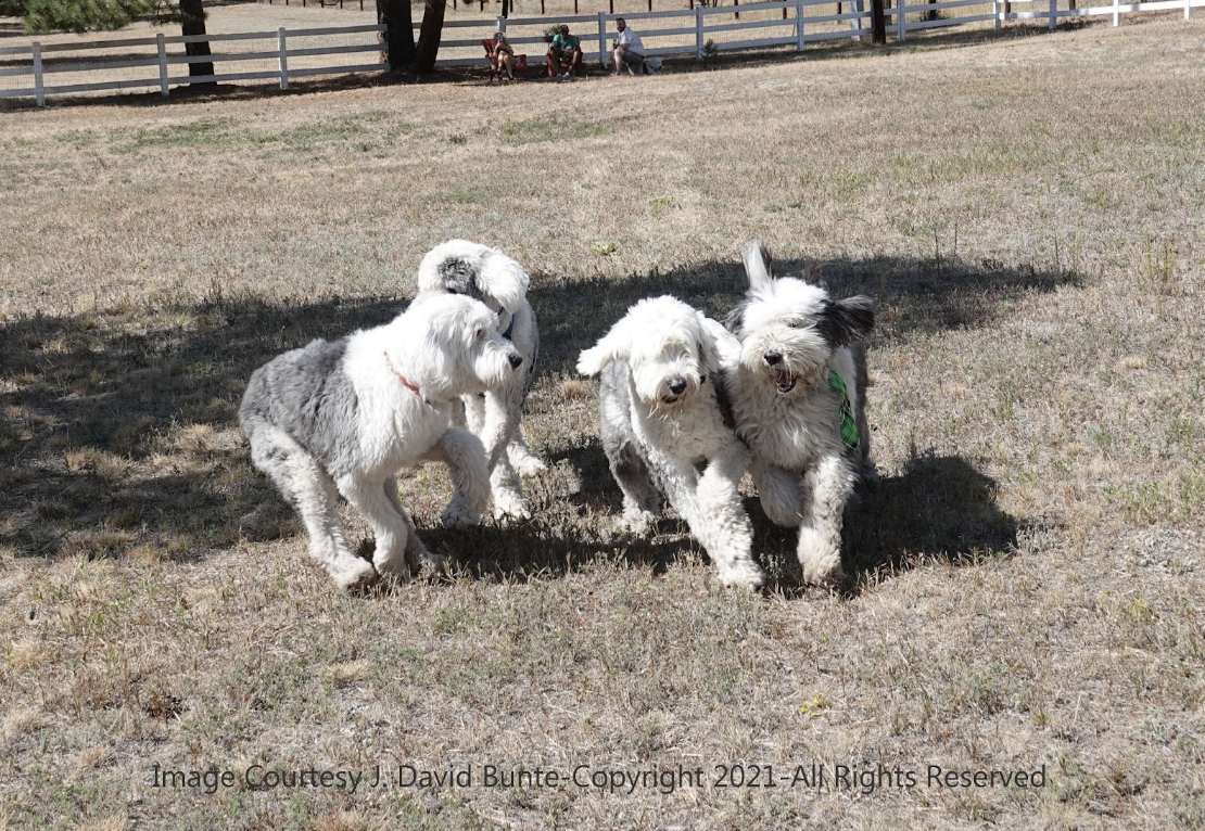 Chicagoland old 2025 english sheepdog rescue