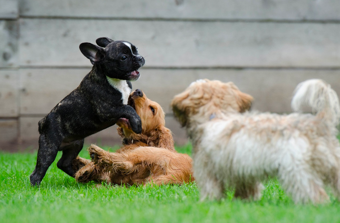 Choosing Your First Dog Breed