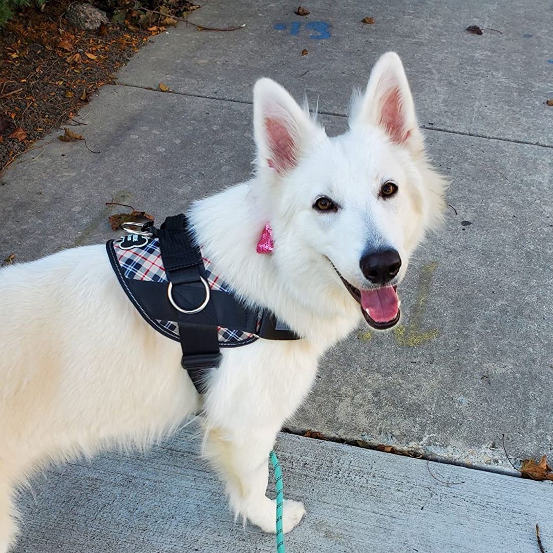 Transform Your Dog Walks with Joyride Harness's Unique Features!