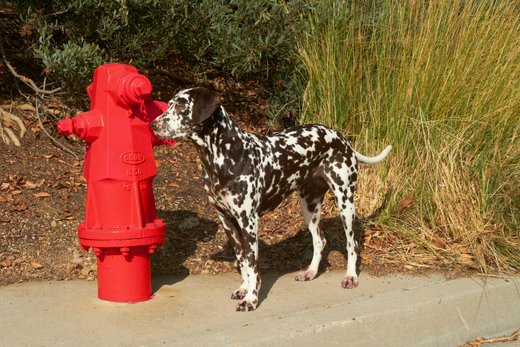 Protecting Your Dog During Fire Emergencies