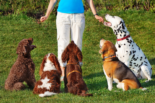 Simple Handling Exercises to Reduce Dog Sensitivity