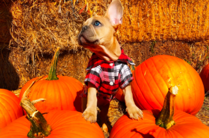 Pups in the Pumpkin Patch: A Must-Do in October!