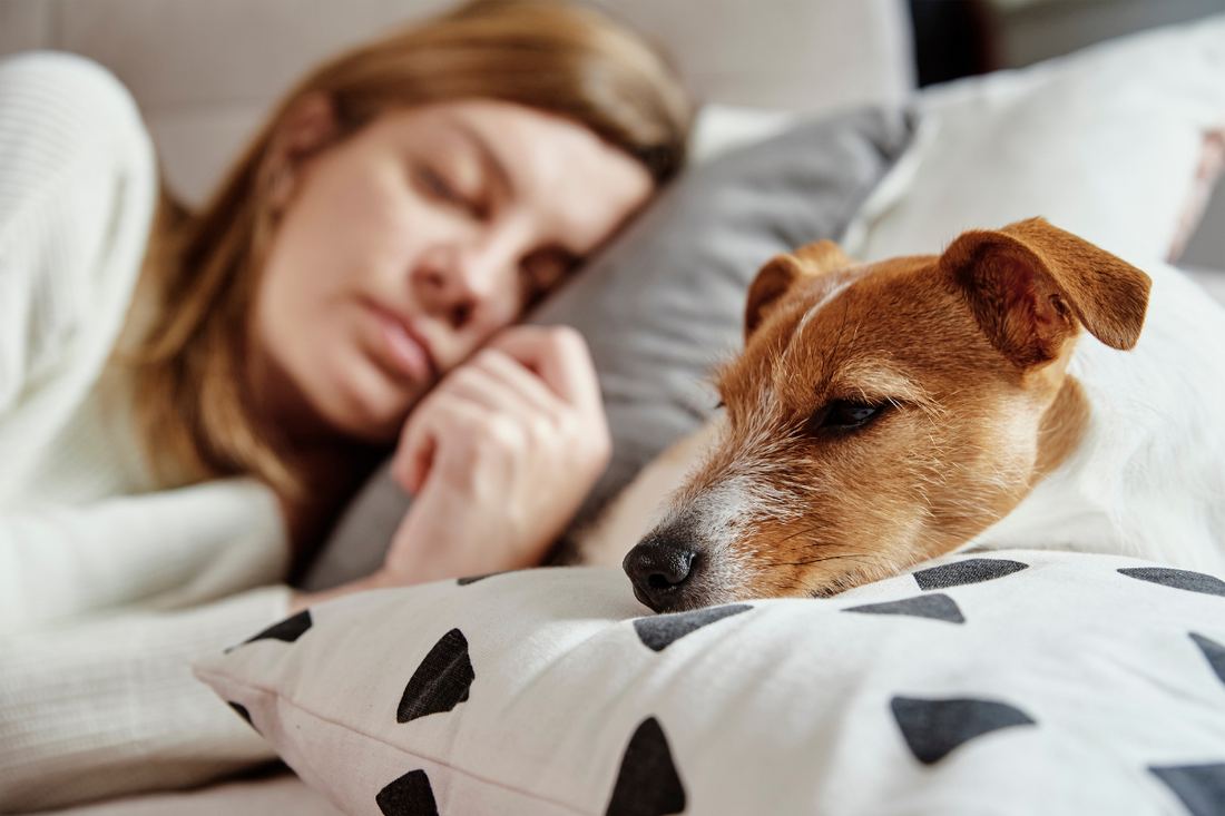 Do Dog Sleep Like Humans?