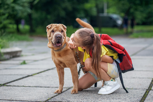 Helping Your Dog When Kids Go Back to School