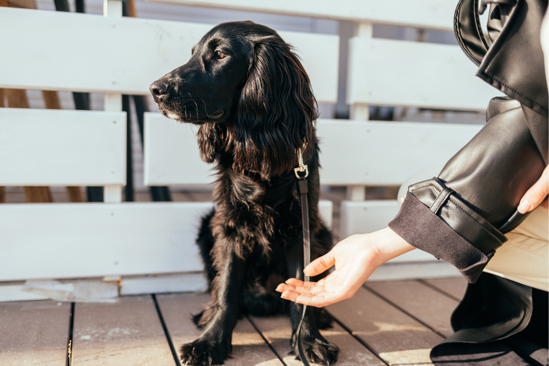 Why Does My Dog Ignore Me?