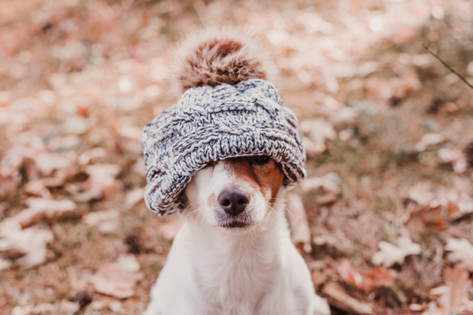 15 Common Problems Dogs Face in Autumn