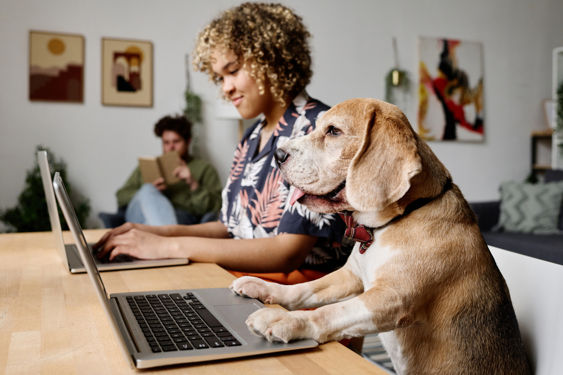 10 Interesting Careers for Working Dogs