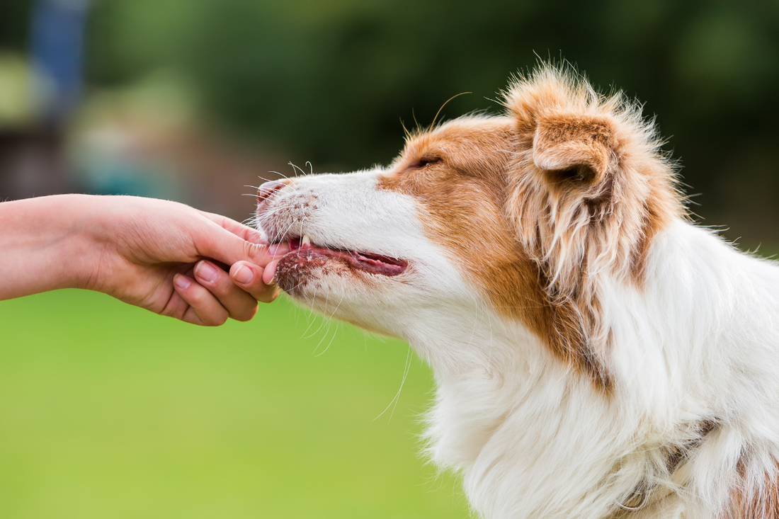 Why More Pet Parents Choose Freeze-Dried Treats