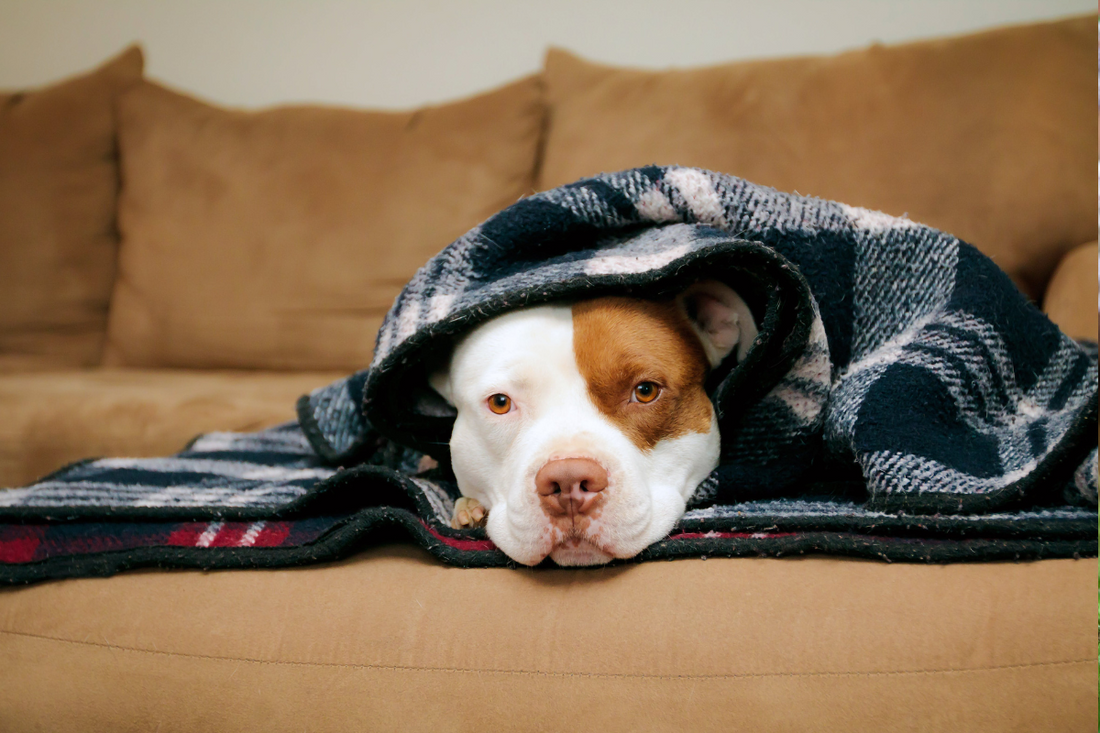 10 Dog Breeds That Can’t Tolerate Cold Weather