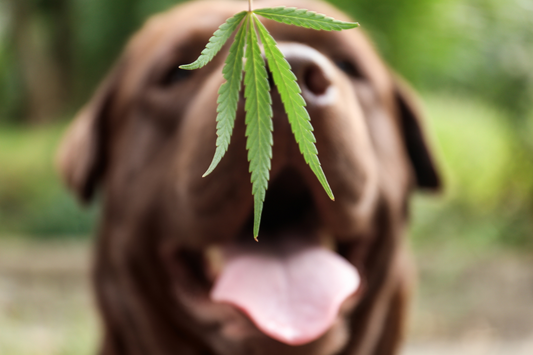 Marijuana Poisoning In Dogs