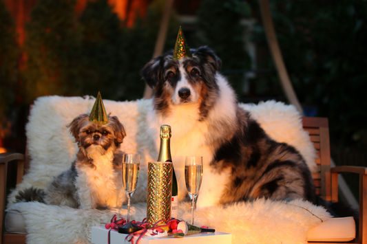 7 New Year’s Eve Safety Tips for Pets