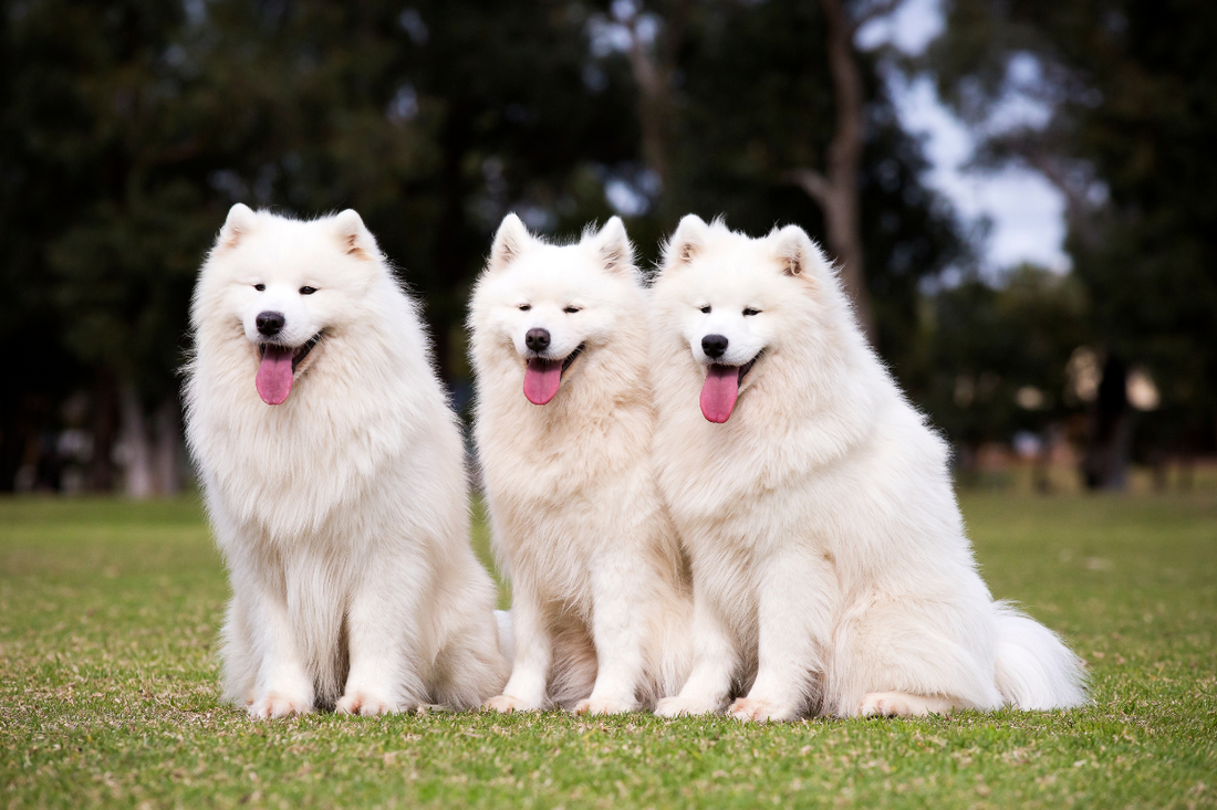 15 Fluffy Dogs You Must Meet!