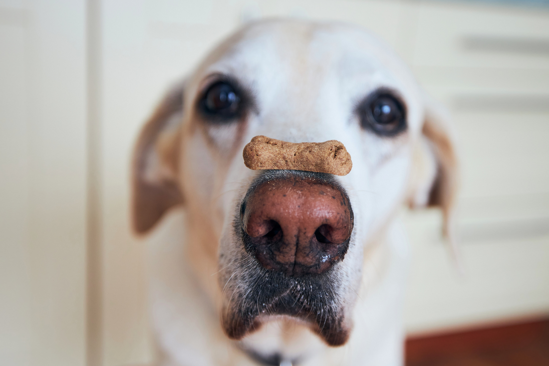 5 Delicious Homemade Dog Treats: Easy Recipes Your Dog Will Love