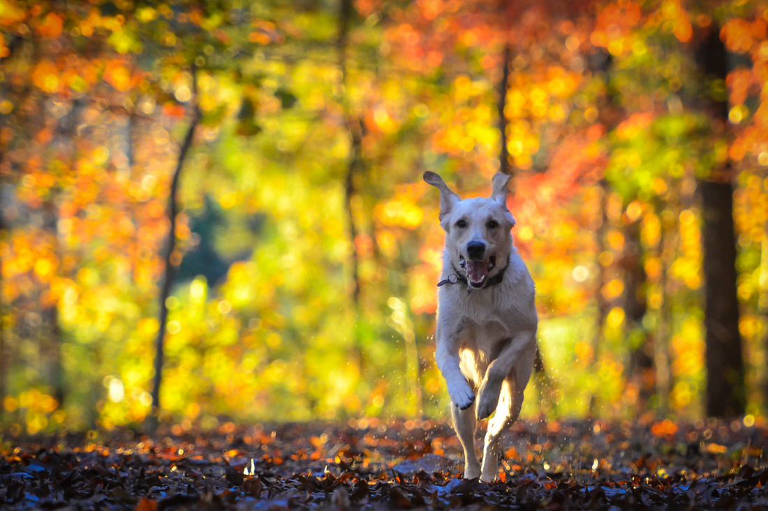 Fall Dangers You Need to Watch Out For