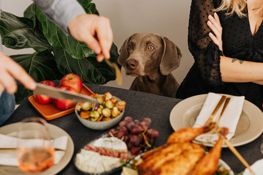 Thanksgiving Foods Your Dog Can and Can’t Eat