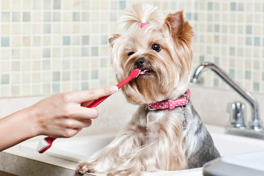 Tips for Maintaining Your Dog’s Oral Hygiene
