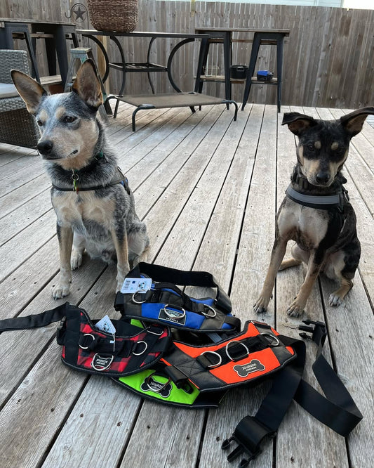 Changing Lives One Harness at a Time: Joyride’s 2024  Paw It Forward Report