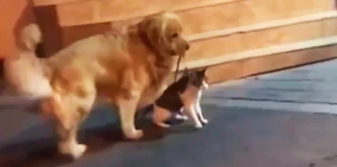 Dog Prevents Cat Fight Because That’s What Friends Are For