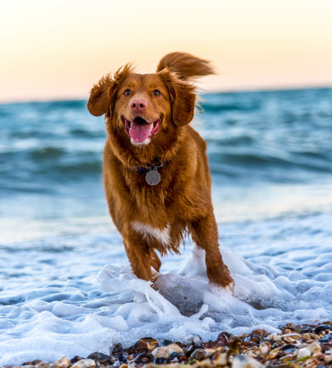 Your Influencer Dog & Social Media: Tips For Pet Owners On Instagram