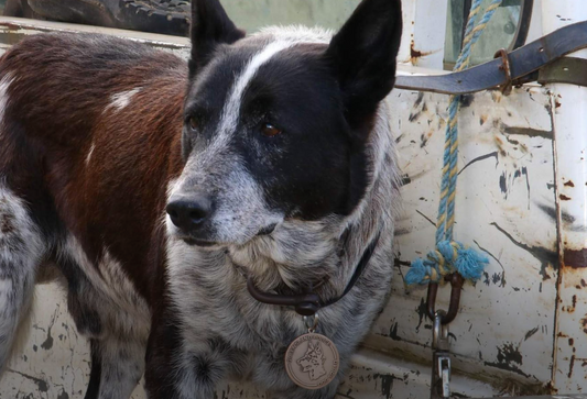 Max the Blue Heeler Becomes Honorary Police Dog Following Display of Heroism