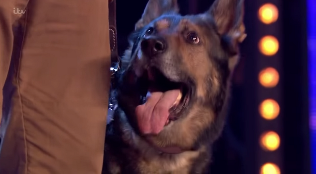 Police Dog Who Recovered From Life Threatening Injuries Amazes Audiences on Britain's Got Talent