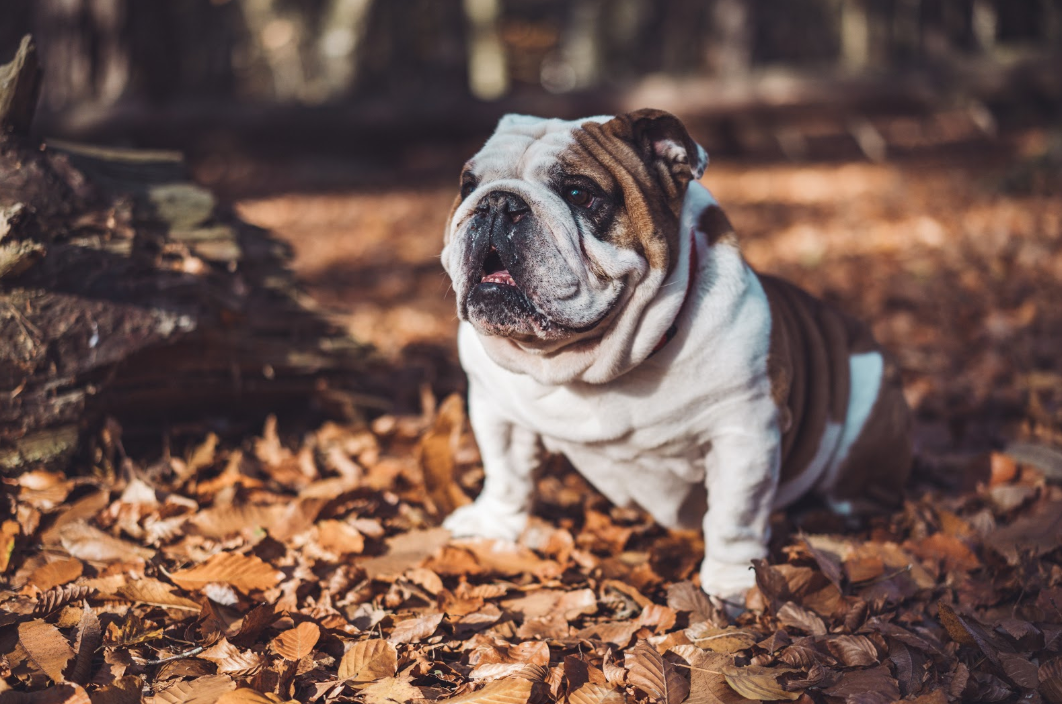 REVIEW: Best Harness for Bulldogs