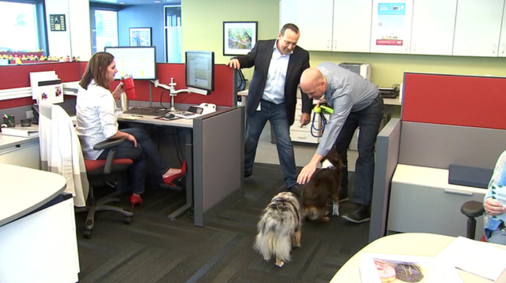 Dogs Take Over Office Space | Take Your Pet To Work Week