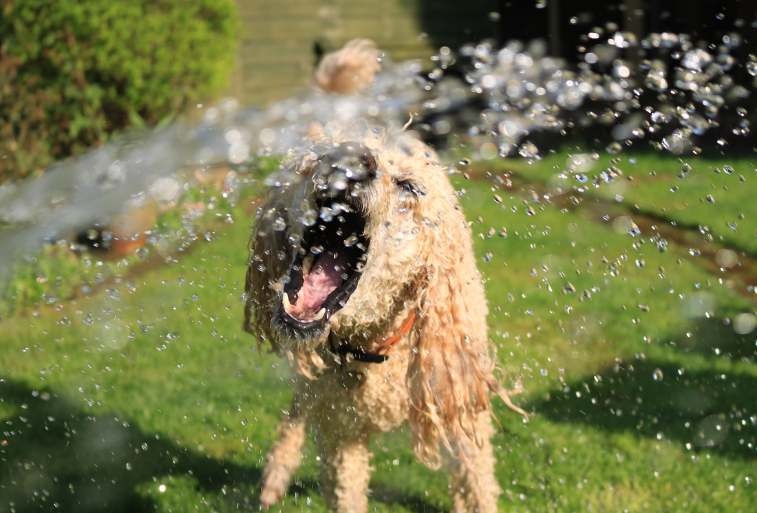 How to Keep Your Dog Hydrated During the Summer