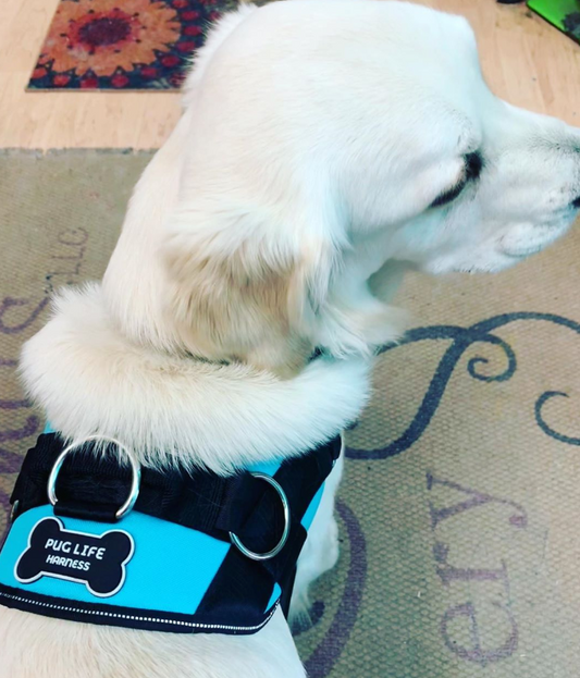 REVIEW: Best Dog Harness Now Available In Teal