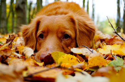 Reviews For the Best Fall Themed Dog Harnesses