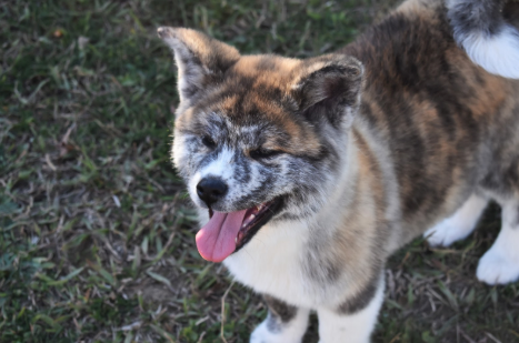 The Best Dog Harness for Akitas