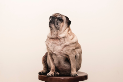 Dog Obesity & How It Can Affect Your Dog's Health