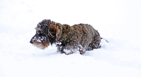 Dog Breeds That Need More Warmth During the Winter