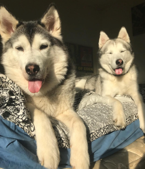 10 Reasons Why We Love Millie & Rupert The Huskies – Joyride Harness