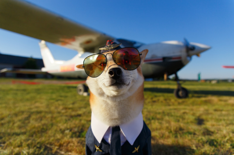How to Prep For Flying With Your Dog