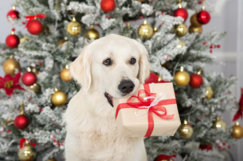 Best Dog Harness To Find Under The Christmas Tree